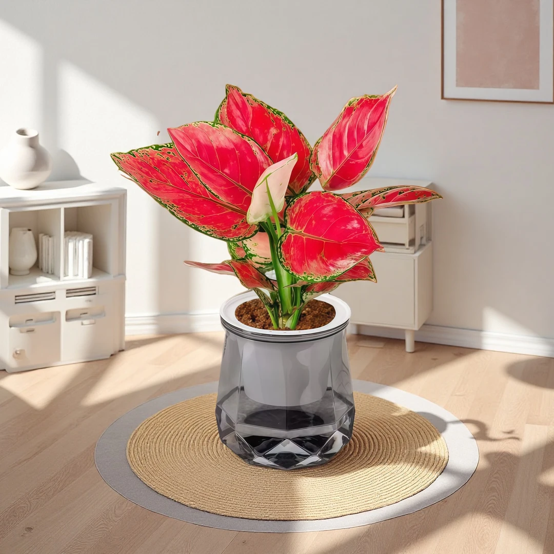 PZ吉利红盆栽如意皇后室内客厅花卉绿植办公室桌面水培植物四季