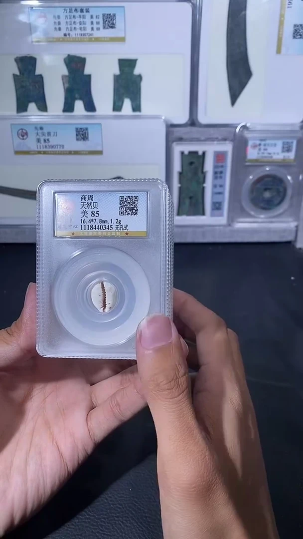 【闪购商品】金琪珍天然贝一枚