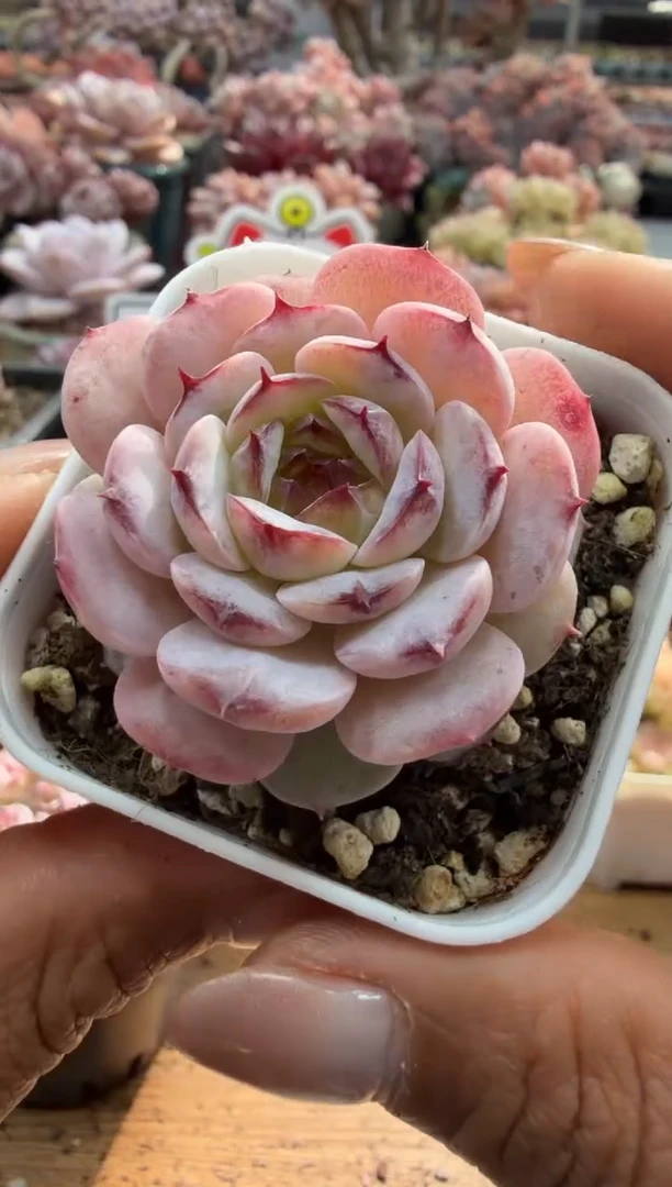 东云多肉园二店-256