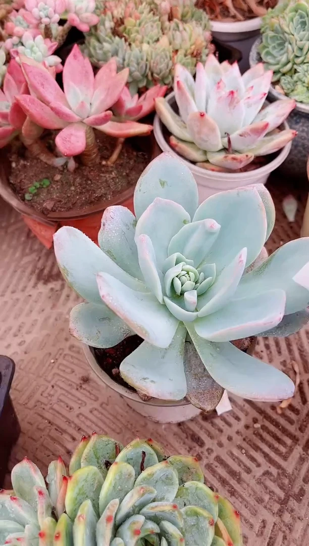 …*12174多肉植物一物一拍吧