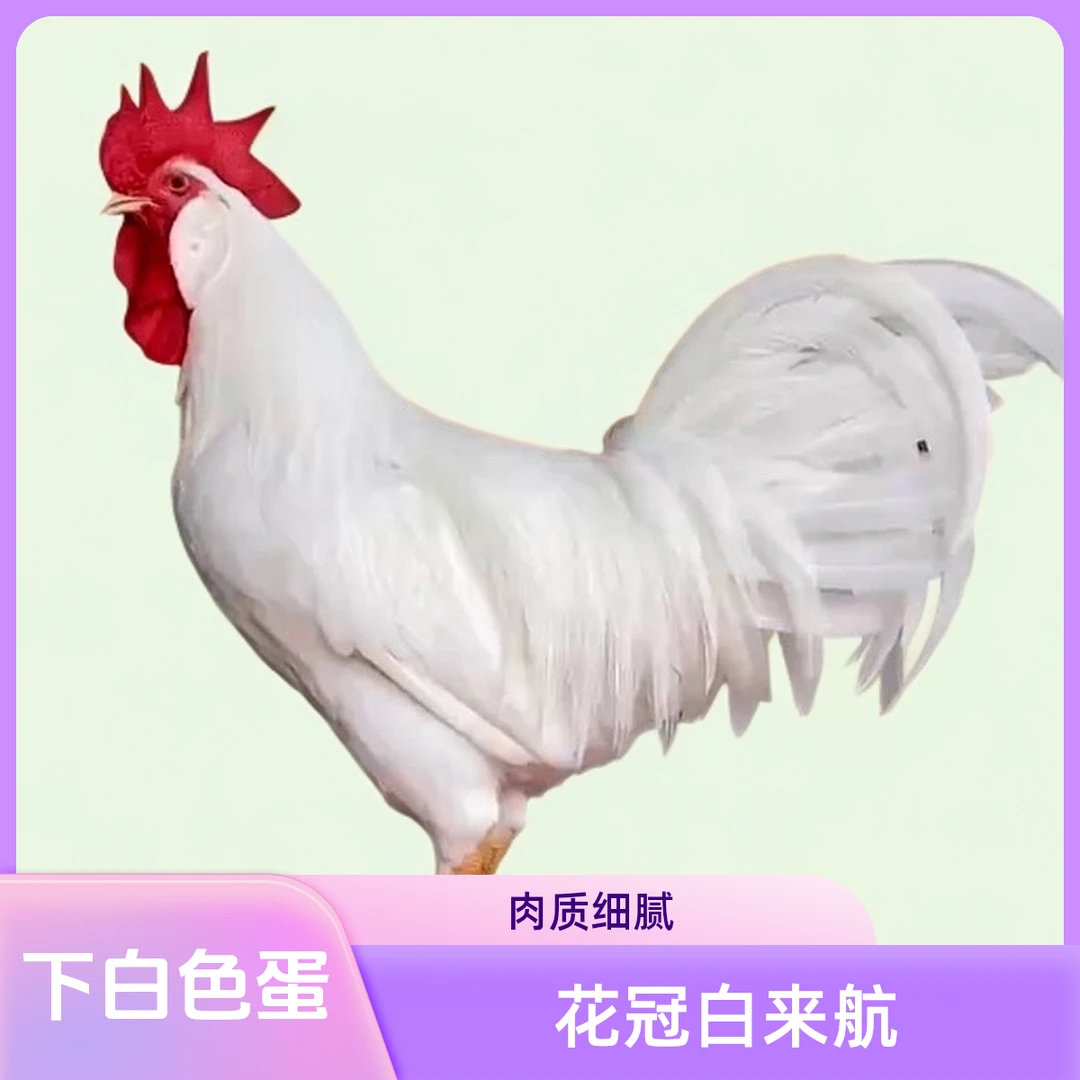 正宗【白来航】双冠花冠白来航出壳苗下白色蛋包活到家买10送1