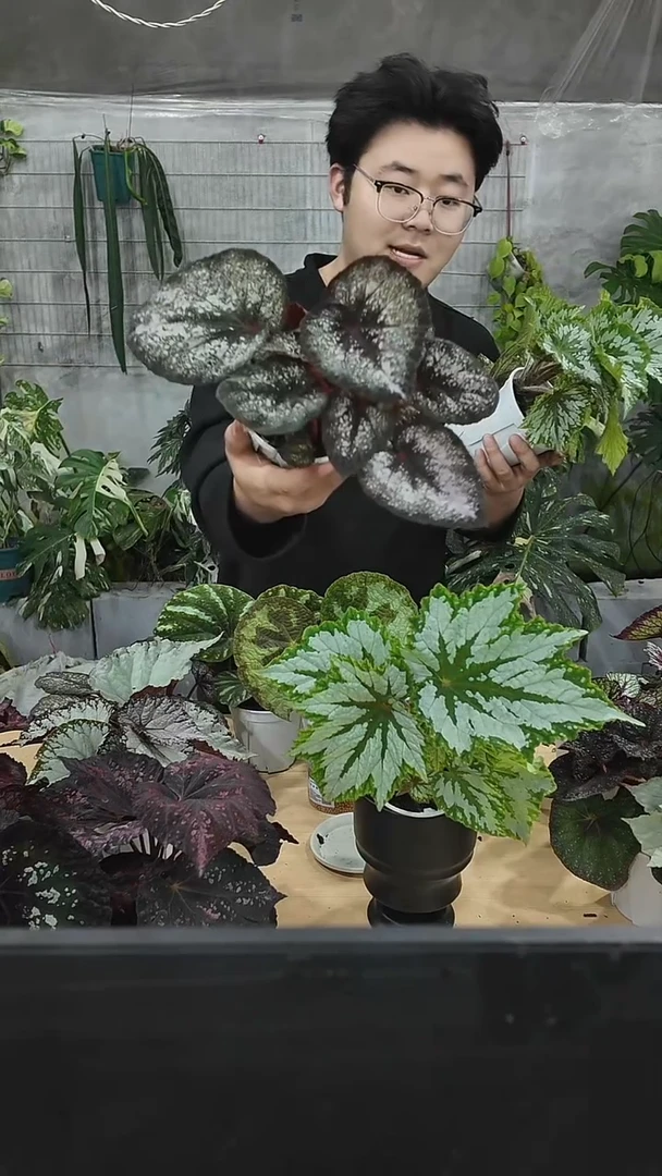 完全开放多瑙河秋海棠