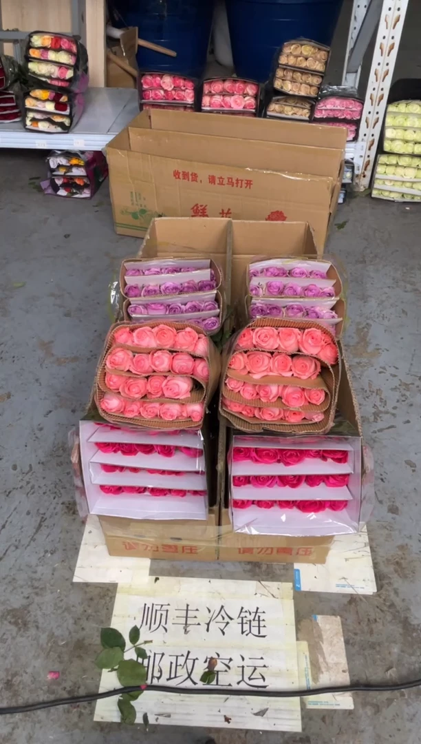 佛洛依德20枝+戴安娜20枝+紫霞20枝