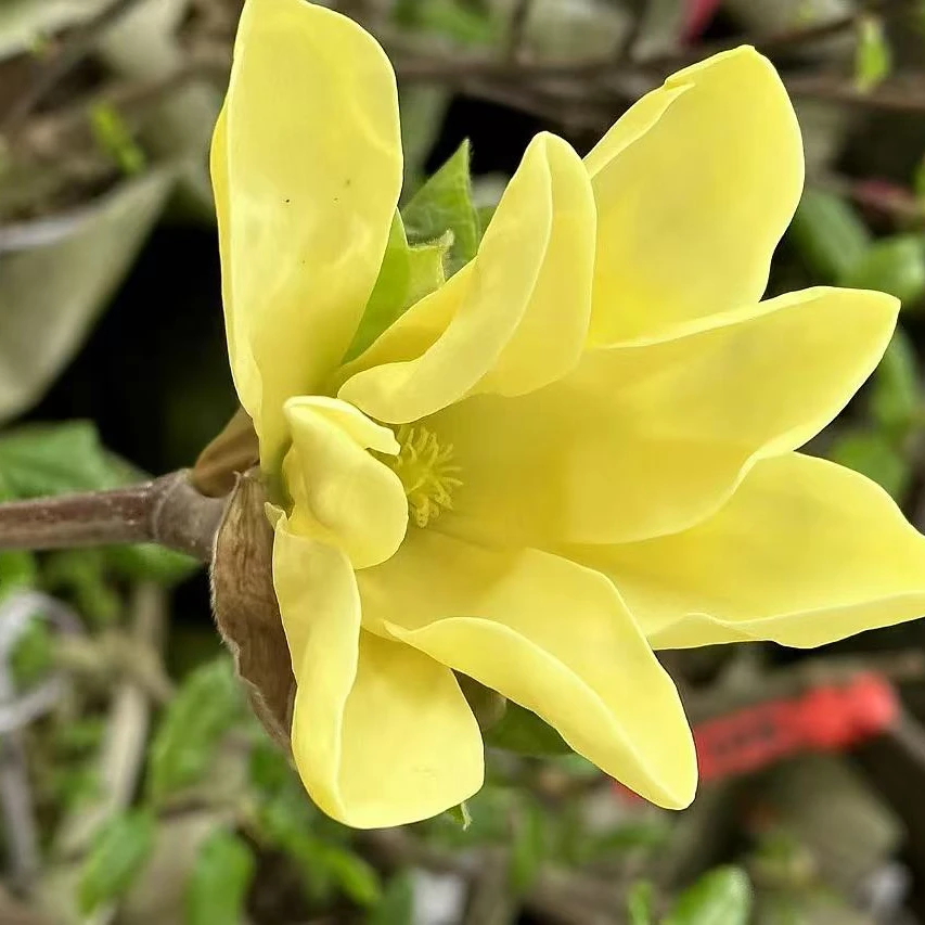 黄色矮化玉兰三季开花盆栽花园庭院耐寒