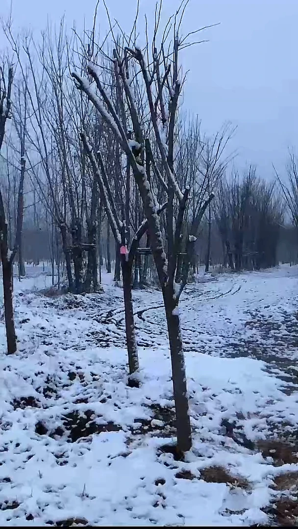 完全开放枣树957