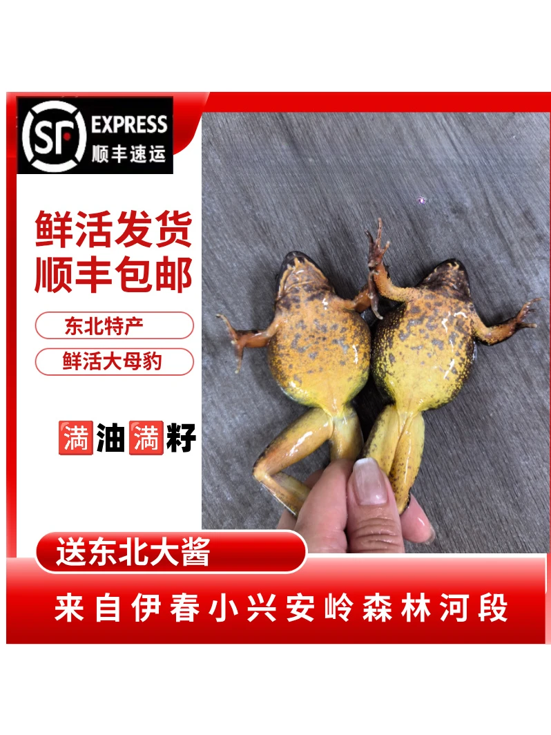 东北特产满籽母蛙 河鲜母豹 鲜活冷水 全国顺丰包邮  伊春