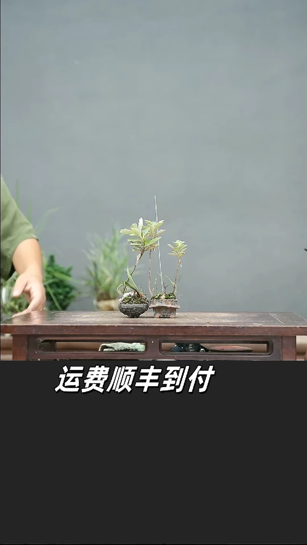 晓****195