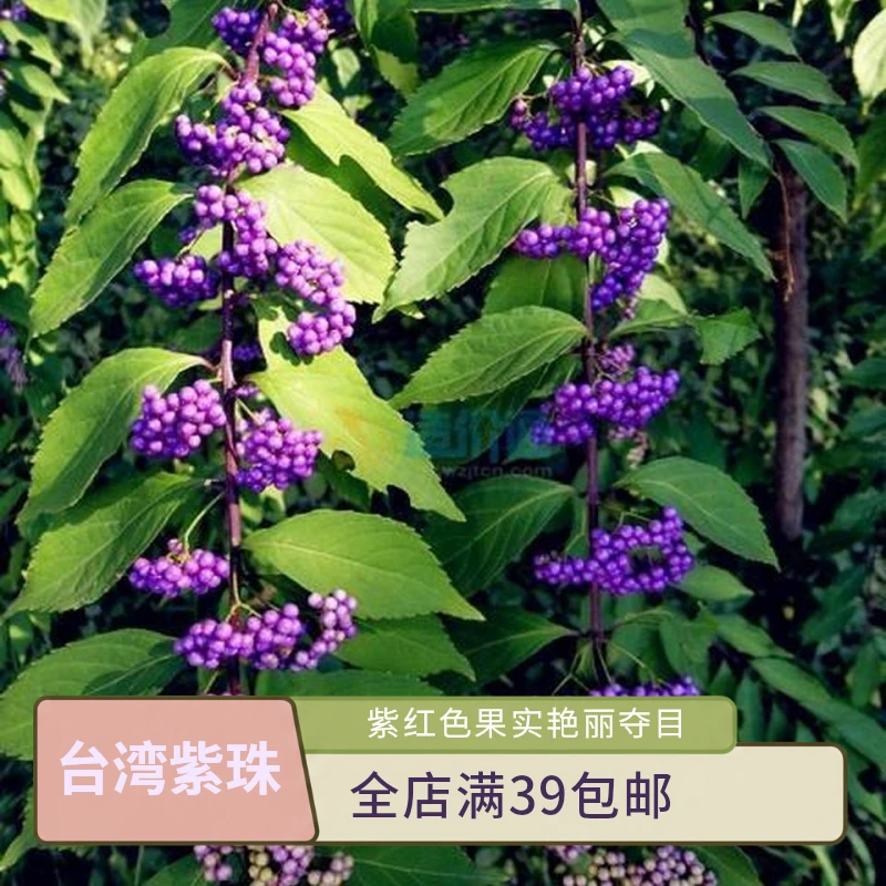 台湾紫珠盆栽小苗多年生耐热耐寒阳台庭院易养护观果植物小黑方苗