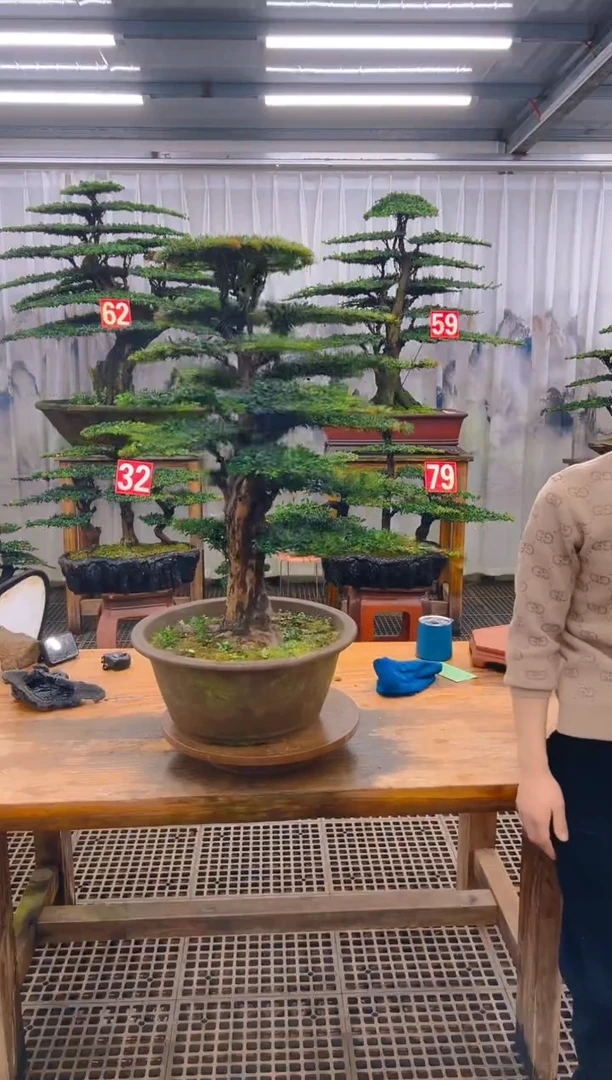 无花朵真***言精品盆景直播间一物一拍