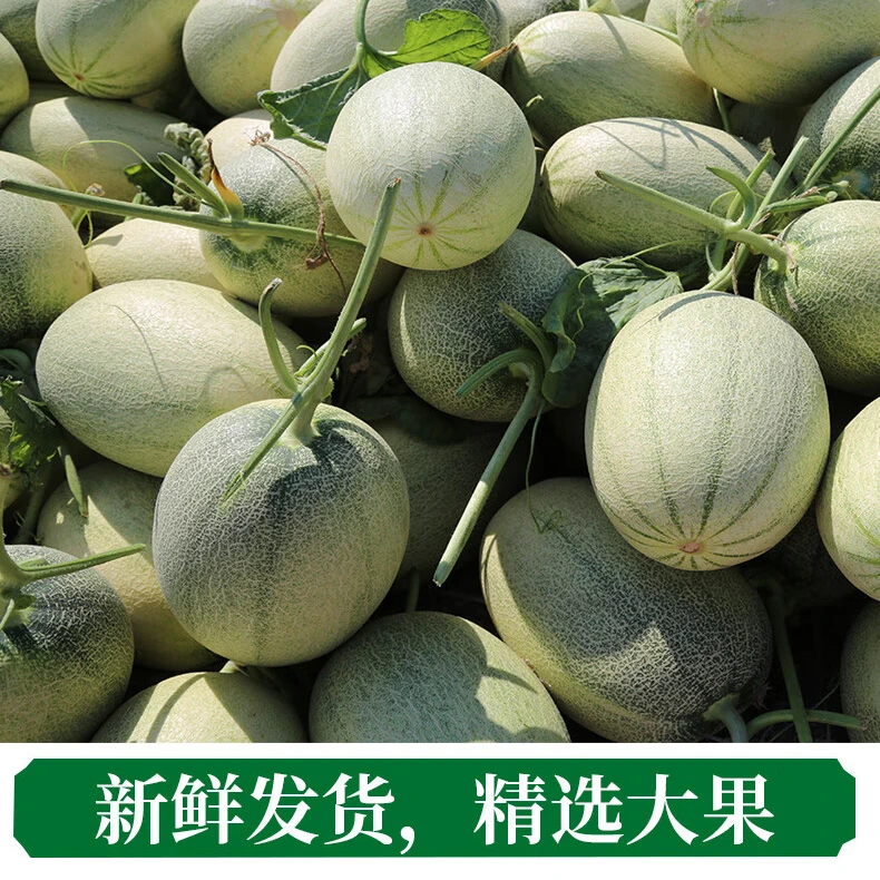 海南新鲜小蜜哈密瓜海南基地直发脆甜