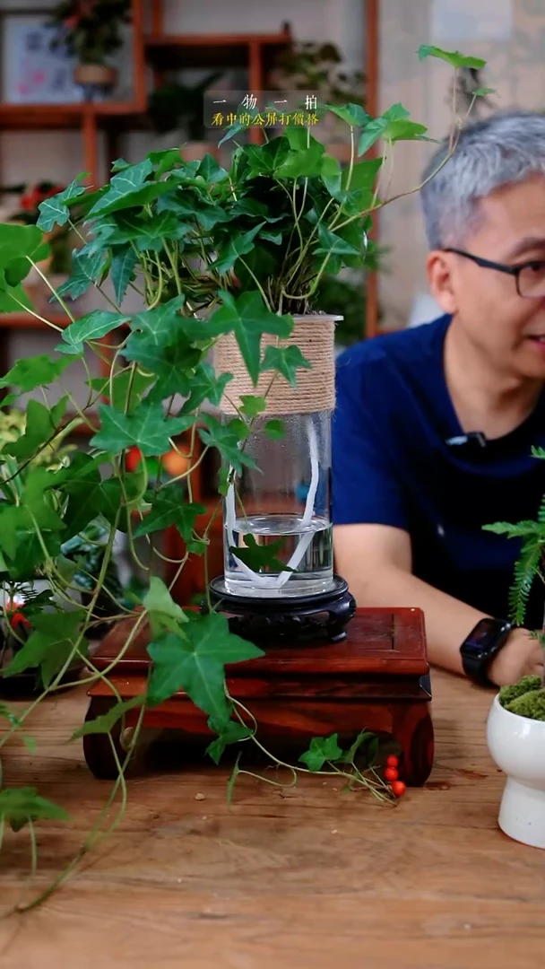 不开花植物斯**啊常春藤753