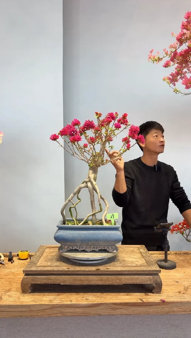 以实际为准三角梅29