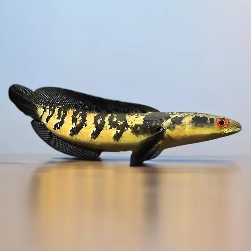 精品黄魔神雷苗子龙鱼皮实好养新手鱼凶猛鱼大型热带鱼观赏鱼