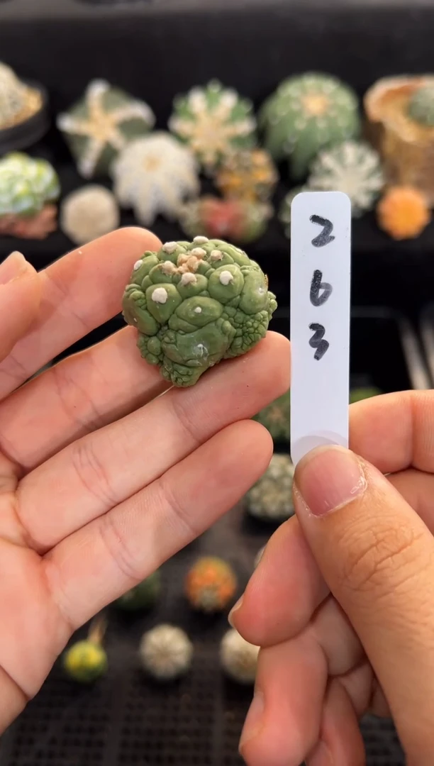 蜥蜴皮缀化不含盆土实生编码263