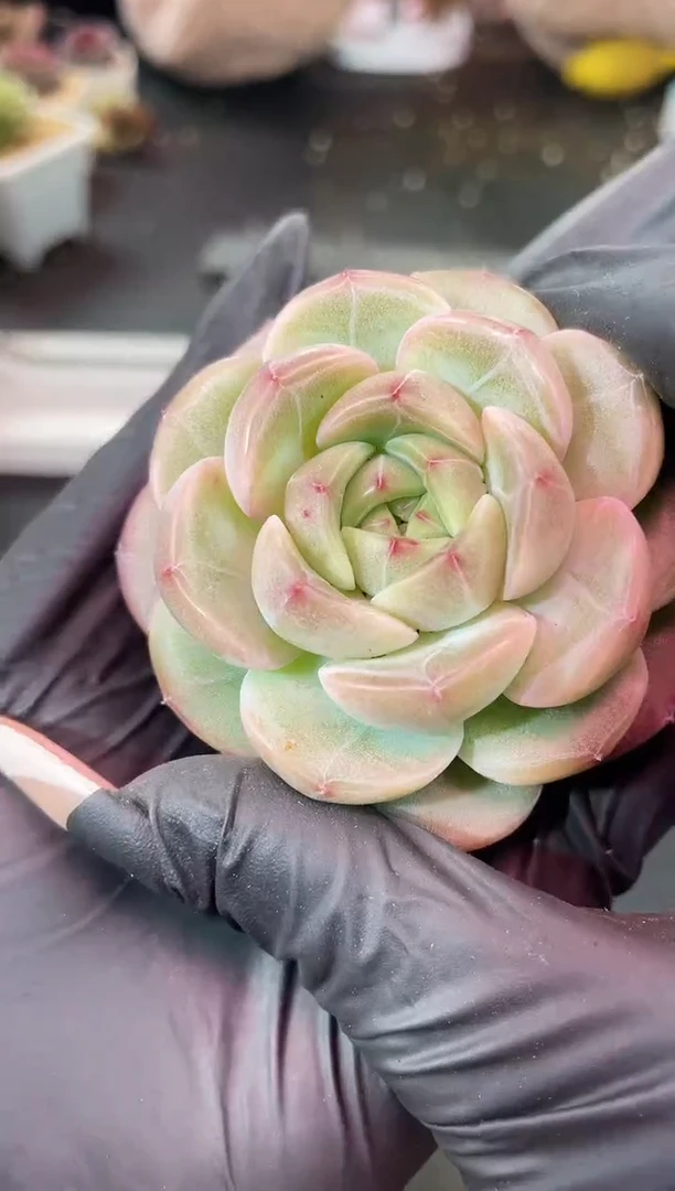 闪购1250  新品多肉一颗