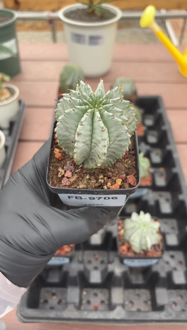 魁伟玉大戟FB-9706