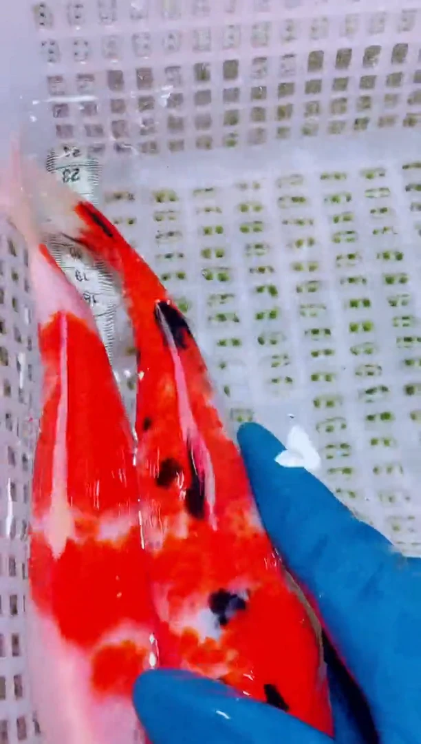 锦鲤血统锦鲤全场包邮99