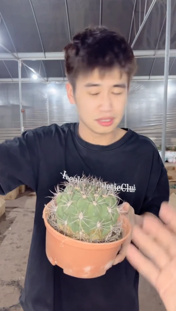 【闪购商品】实生根 9-11cm 新天地