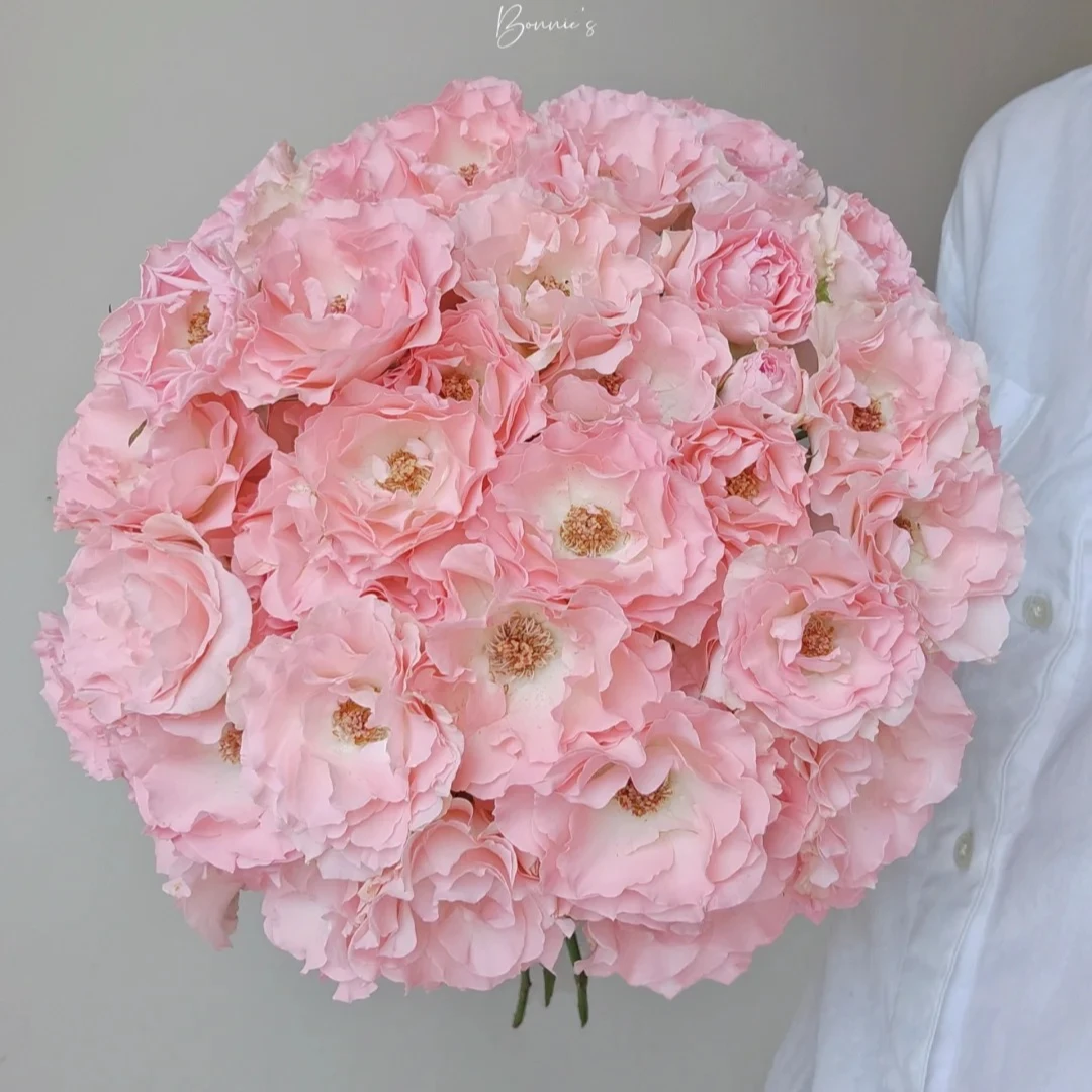 【人鱼公主】10枝多头玫瑰  全场任意满两单及以上顺丰包邮包邮 明天送到家