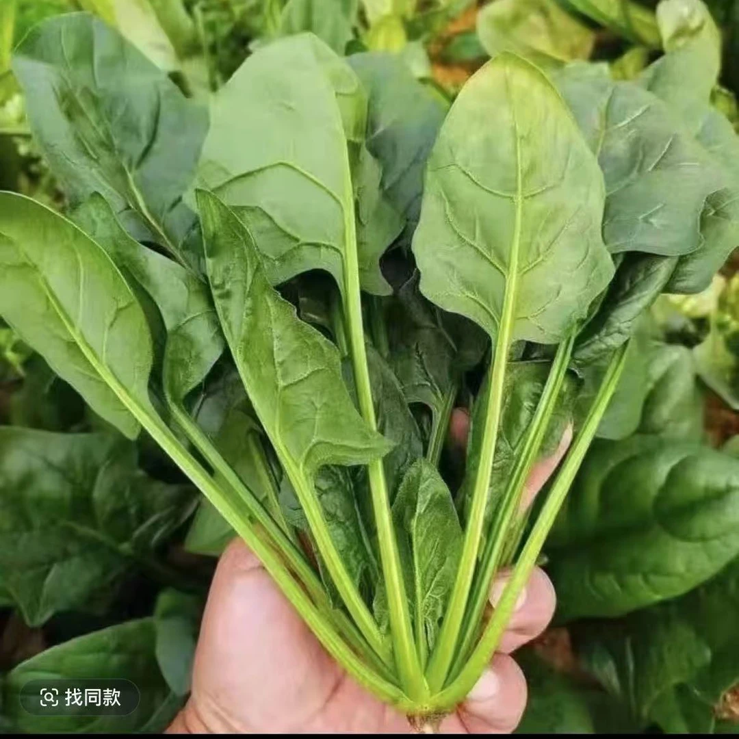 南京八卦洲趴地小菠菜现采现摘新鲜到货