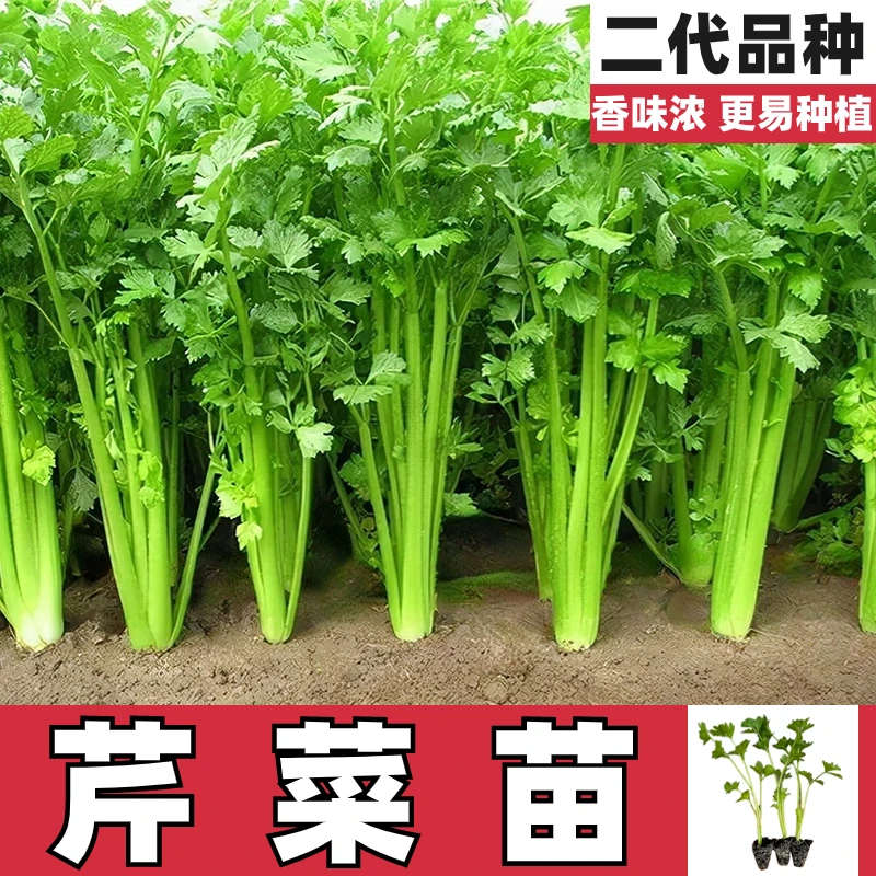 正宗芹菜苗西芹秧苗四季黄芯西芹香芹高产盆栽庭院地栽安顺