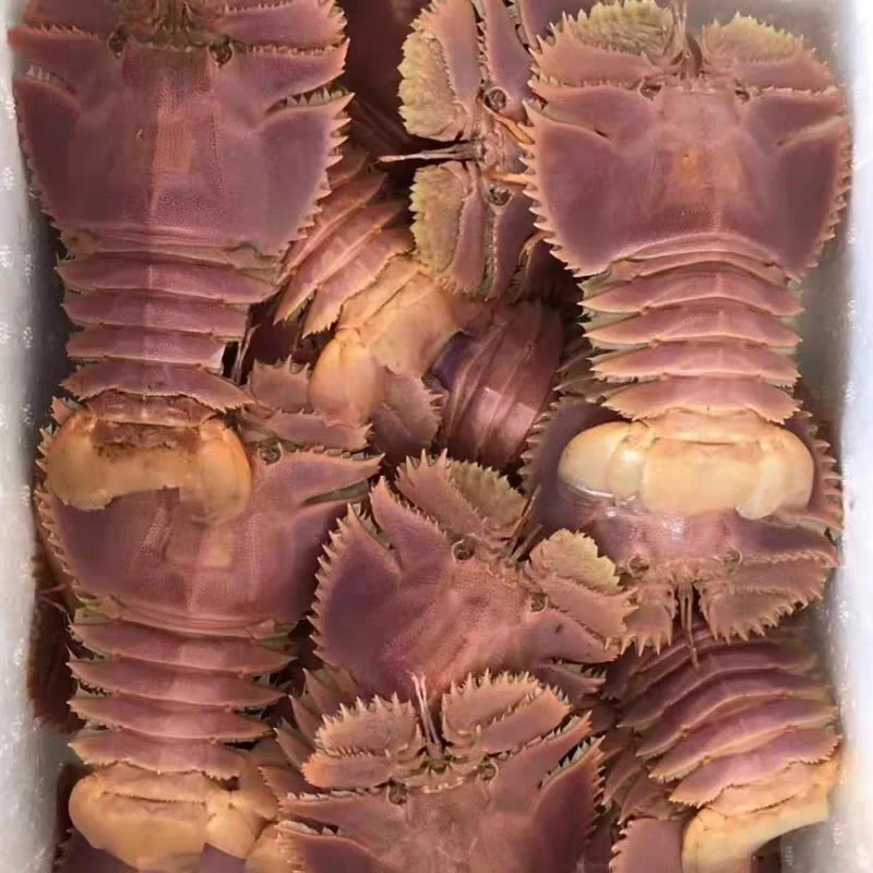 琵琶虾3斤顺丰发货