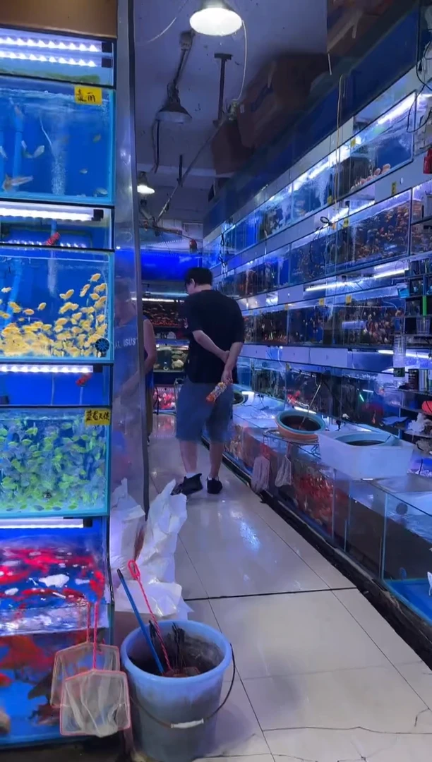 灯科鱼300条4-5cm黑尾大勾