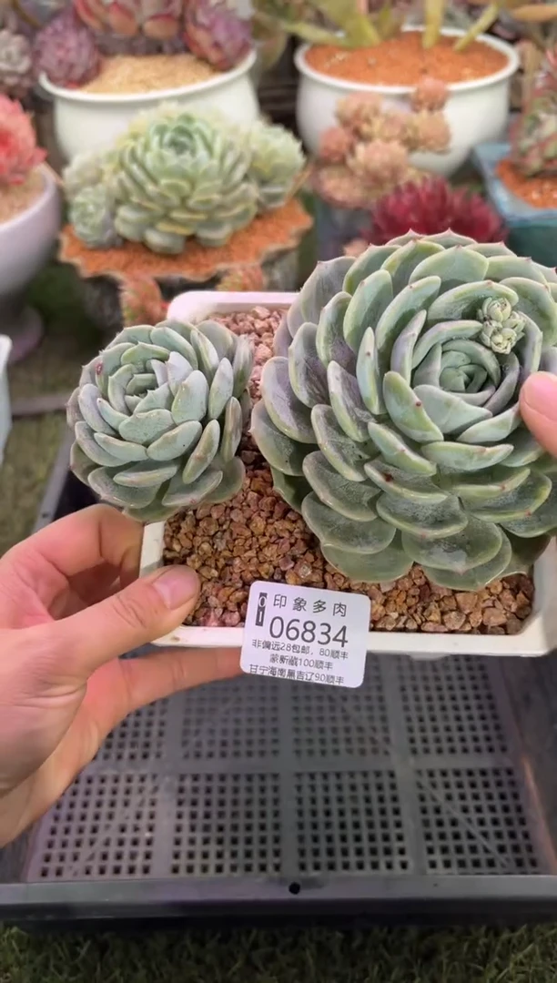 【闪购商品】06834