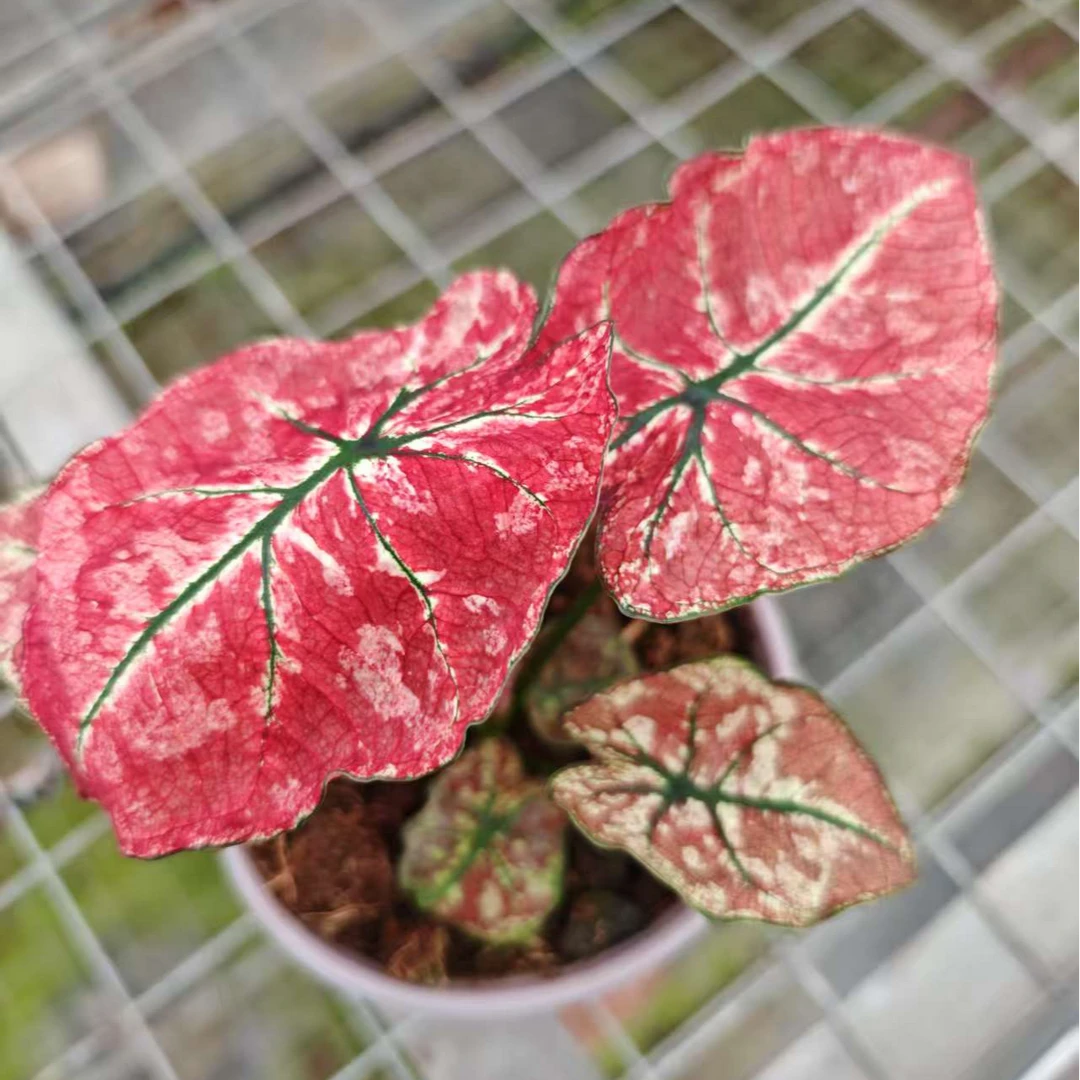 【朱砂】迷你型桌面级彩叶芋小苗盆栽