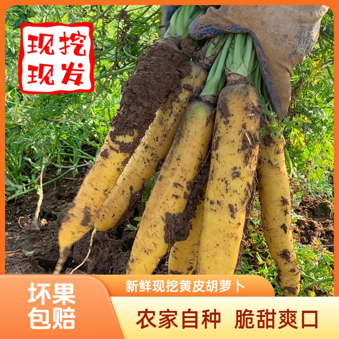 【吕书记专属】带泥黄胡萝卜应城农家自种【坏果包赔】新鲜蔬菜3-5斤