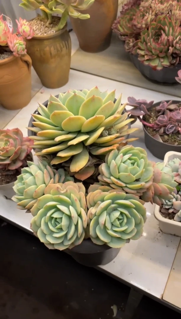 【闪购商品】241恋曲