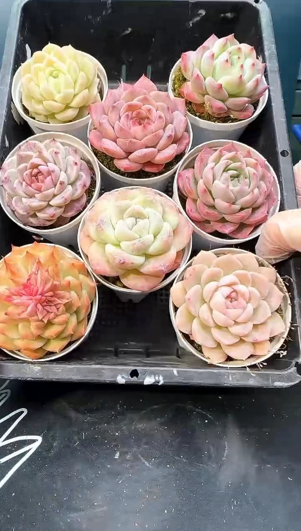 3 860   多肉 8 颗