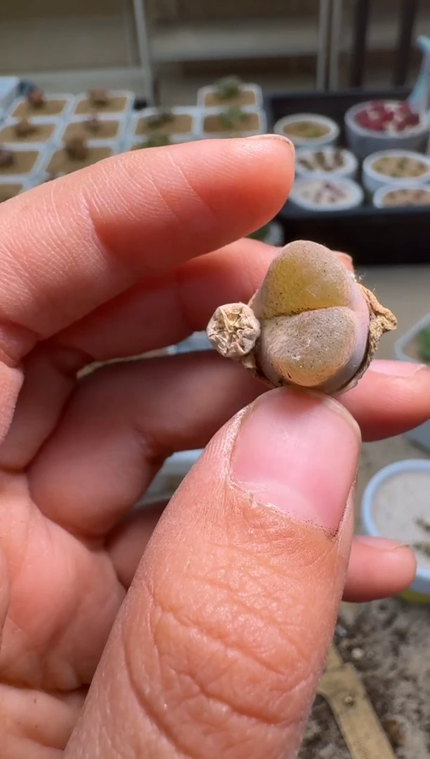 美丽的肉石头9-406