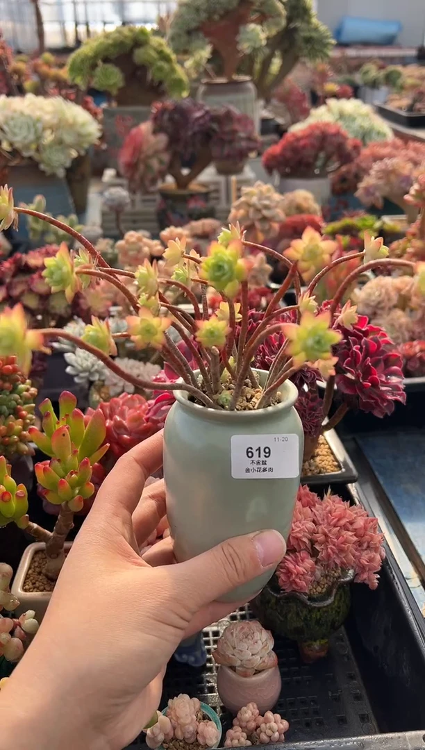 好**见619               带盆