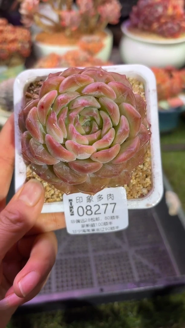 【闪购商品】08277