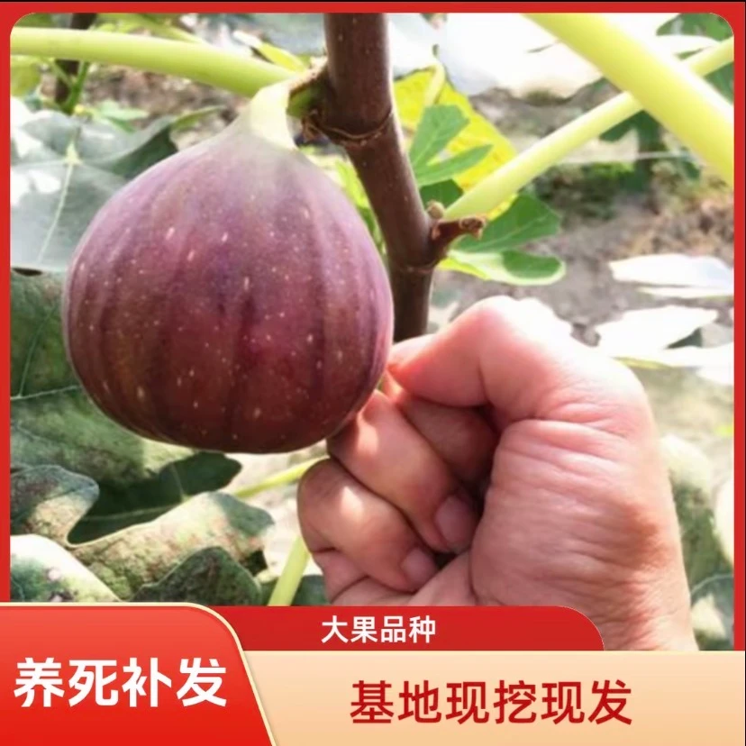无花果树苗盆栽地栽阳台庭院南方北方种植特大无花果树苗