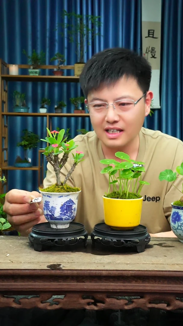 无花朵苔藓微景观856号