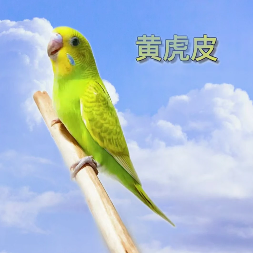 鹦鹉活体观赏鸟   手养鹦鹉 虎皮鹦鹉 宠物鸟会说话