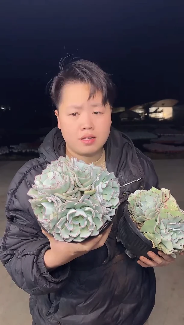 4头起剑司诺娃（挑大的）14.88