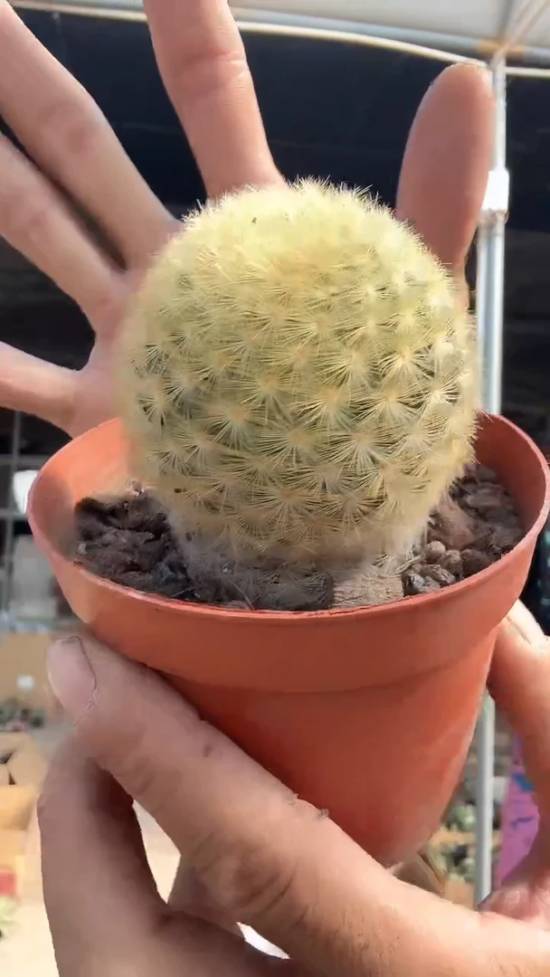 实生嘉文丸29.99