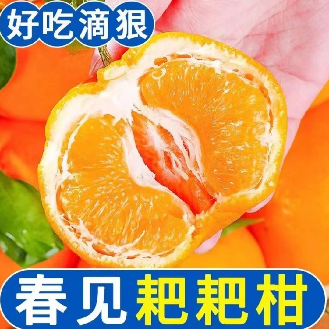 【四川春见耙耙柑】正宗鲜摘水果橘子应季新鲜香甜多汁爽口丑橘包邮