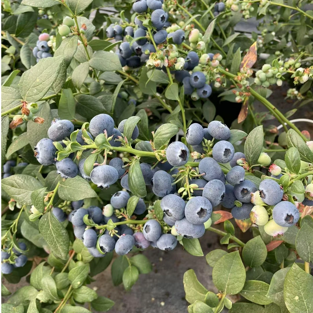 【带果发货】蓝莓树苗大棵南北方阳台蓝莓盆栽庭院地栽耐寒耐热蓝莓
