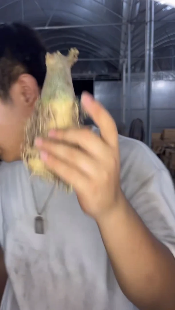 3颗 沙漠玫瑰【块根 没叶片】