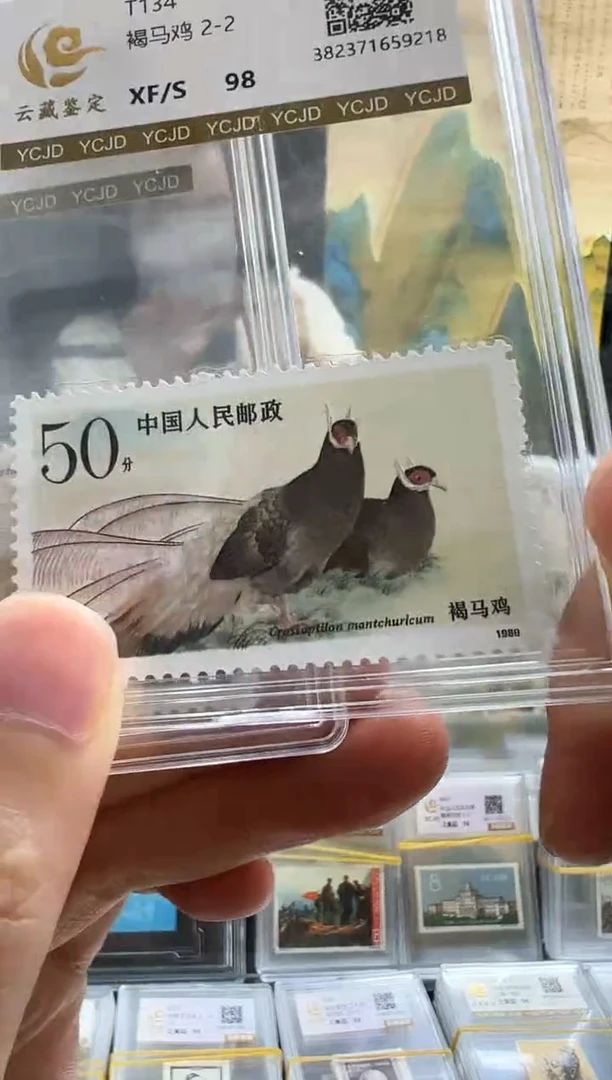 T134 褐马鸡闪购福利
