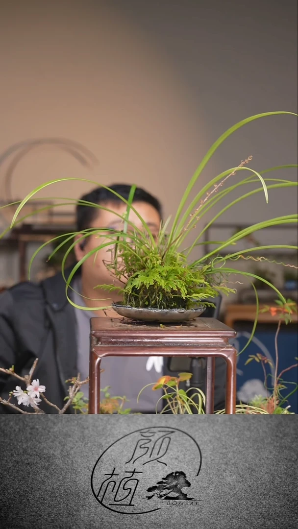 无花朵草本植物