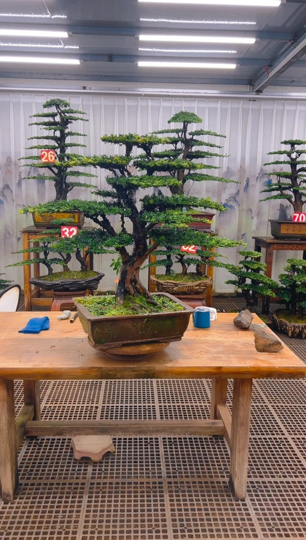 无花朵南***落精品盆景直播间一物一拍