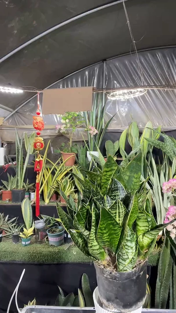 青叶虎耳带盆土23.8