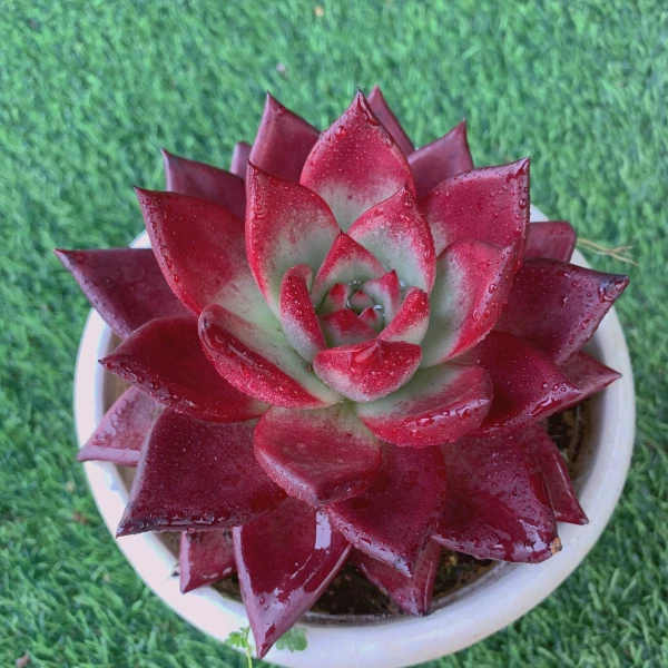 罗宾单头8-11CM【花界草堂】精品多肉阳台盆栽新手易养一单包邮
