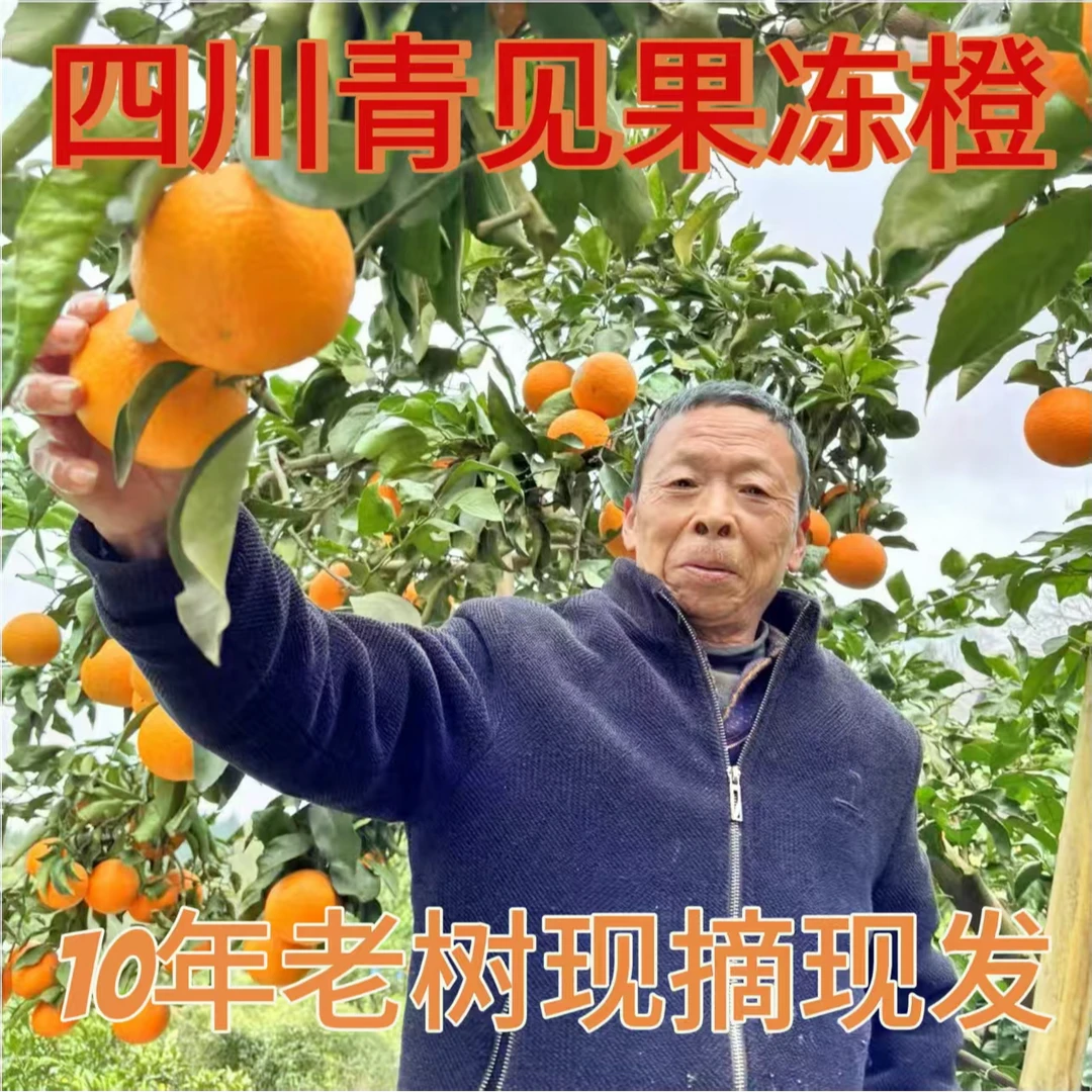 正宗四川青见果冻橙新鲜橙子水果丑柑橘子桔子现摘现发大果包邮