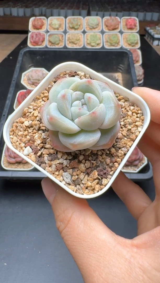 【闪购商品】208C物拍多肉带盆土6.5杯拍3颗包柚